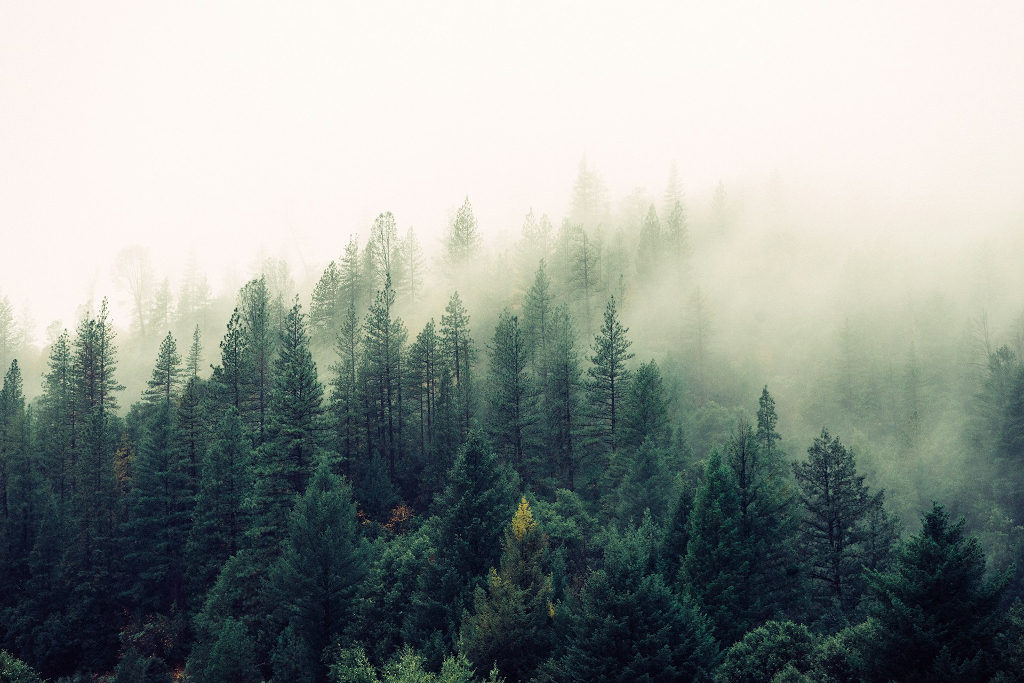 the woods
